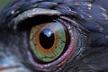 detailed view of avian cataracts in a birds eye