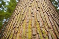 a detailed view of the bark of a pine tree