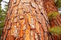 a detailed view of the bark of a pine tree