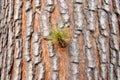 a detailed view of the bark of a pine tree