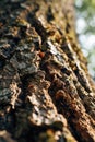 A detailed view of the bark and texture of a tree trunk. This image can be used for nature-related projects or as a Royalty Free Stock Photo