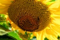 A detailed view of a bee extracting nectar from the seeds in the middle of a blossoming sunflower Royalty Free Stock Photo