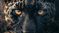 A detailed view of a black leopard\'s face.