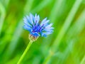 Detailed view of blue cornflower, Centaurea cyanus, on spring green field background bokeh Royalty Free Stock Photo