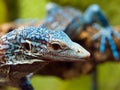 Detailed view of Blue Tree Monitor Lizard Royalty Free Stock Photo