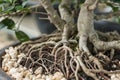 detailed view of a bonsais roots during repotting