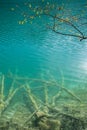 Detailed view of branches under the surface of the turquoise water