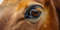 Close-Up of Brown Horses Eye Royalty Free Stock Photo