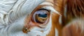 Close Up of a Brown and White Cows Eye Royalty Free Stock Photo