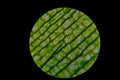 Green leaf grains also known as chloroplasts in cells of waterweed Royalty Free Stock Photo