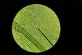 Leaf of waterweed through a microscope Royalty Free Stock Photo