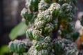 Detailed view of Cereus repandus monstrose branches with knobby irregular structure. Decorative cactus texture highlighting Royalty Free Stock Photo