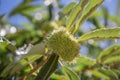 Detailed view of chestnut hedgehogs hanging from chestnut tree Royalty Free Stock Photo