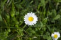 Detailed view of clean blooming daisy on a meadow in blurred, green grass on a sunny spring and summer Royalty Free Stock Photo