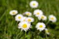 Detailed view of clean blooming daisy on a meadow in blurred, green grass on a sunny spring and summer Royalty Free Stock Photo