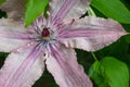 Detailed view of Clematis cultivar `Hagley Hybrid`. Light rose to pink flowered clematis in a botanical garden.