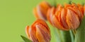 Detailed view of cluster of bright orange tulip flowers Royalty Free Stock Photo