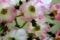 Detailed view of cluster of tiny pink-tinged roses in bloom