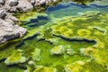detailed view of the colorful algal blooms in a hot spring