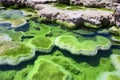 detailed view of the colorful algal blooms in a hot spring