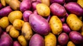Detailed view of a colorful array of heirloom potatoes in close focus Royalty Free Stock Photo