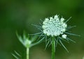 Detailed view of the crown of queen ann\'s lace blossom Jenningsville Pennsylvania