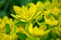 Detailed view of a Cushion Spurge