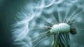 Close-Up of Dandelion With Blurry Background