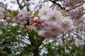 Detailed view of delicate light pink cherry blossom, photographed in Regent`s Park, London Royalty Free Stock Photo