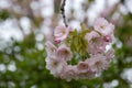 Detailed view of delicate light pink cherry blossom, photographed in Regent`s Park, London Royalty Free Stock Photo