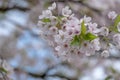 Detailed view of delicate light pink cherry blossom, photographed in Regent`s Park, London Royalty Free Stock Photo