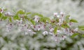 Detailed view of delicate pale pink cherry blossom, photographed in Regent`s Park, London Royalty Free Stock Photo