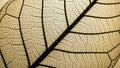 Detailed View of a Dried Leaf Structure Royalty Free Stock Photo