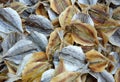 Detailed view of  drying fish in the sun on fishing nets on the beach Royalty Free Stock Photo