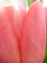 A detailed view of a Dutch Tulip