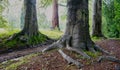 Detailed view of exposed tree roots of very old trees