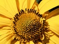 Detailed view of a flowers core with seeds encased in greenish structures, surrounded by yellow petals Royalty Free Stock Photo