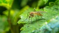 Close Up of a Fly on a Leaf