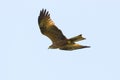 Detailed view flying black kite bird milvus migrans, spread wings Royalty Free Stock Photo