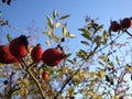 Rosehips with blue sky in the background Royalty Free Stock Photo