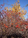 Rosehips with blue sky in the background Royalty Free Stock Photo