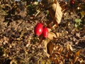 Rosehips with blue sky in the background Royalty Free Stock Photo