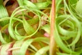 Detailed view of fresh rhubarb peelings