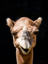 Detailed view of funny smiling camel. Front portrait isolated on black background Royalty Free Stock Photo