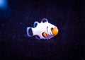 White Clownfish on Black Background