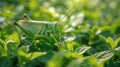 Close Up of a Grasshopper on a Leaf Royalty Free Stock Photo