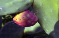 Detailed view of green cactus with one ripe prickly pear. Colorful cactus fruits. One of the symbols of Sicily Royalty Free Stock Photo