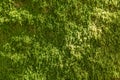 Detailed view of a green texture of moss on rock, forest