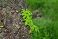 Detailed view of the growing leaves of chestnut on tree trunk