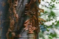 Detailed view of a Gumbo Limbo tree in Mexico, a cluster of brown bark Royalty Free Stock Photo